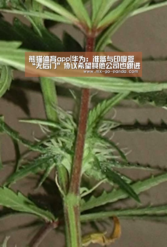 熊猫体育app
